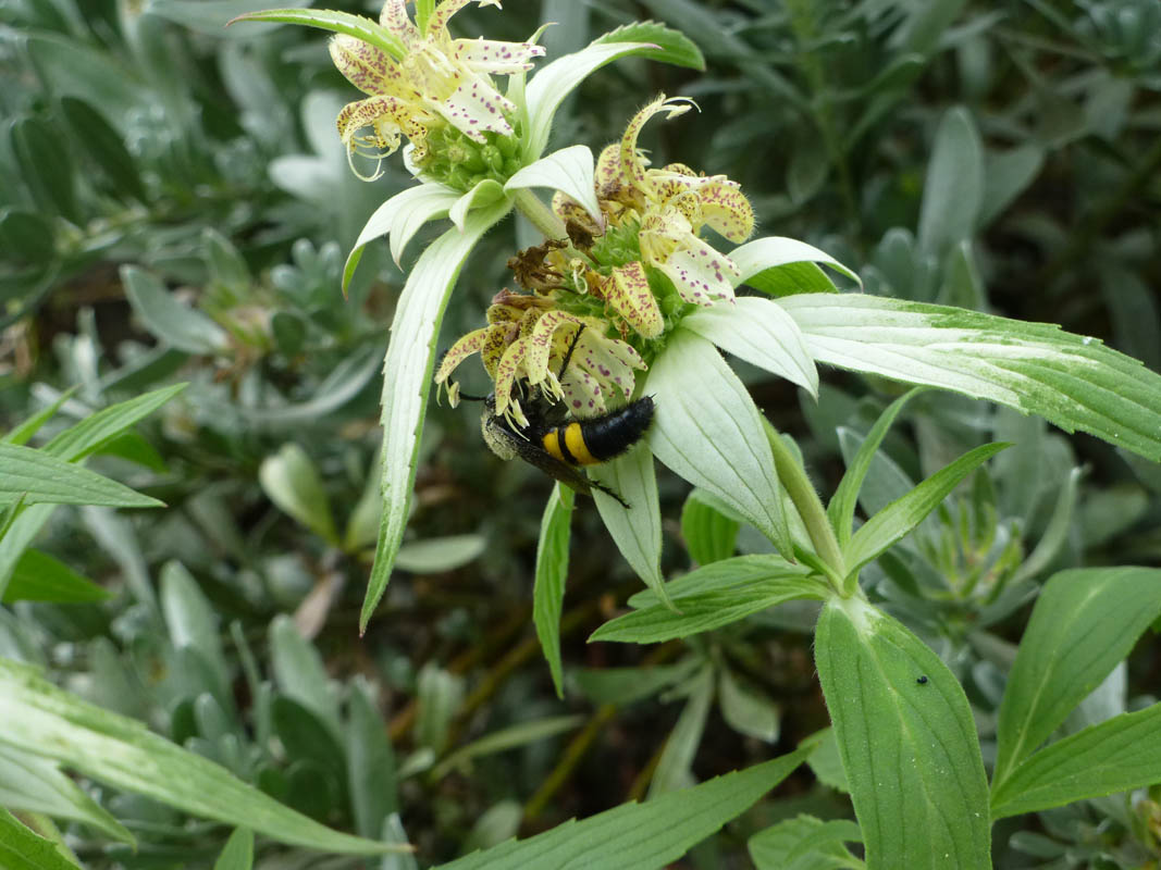Monarda punctata photo